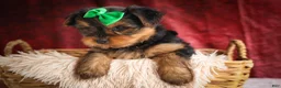 Yorkshire Terrier dogs for sale: DUKE - Ad 7