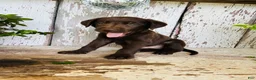 Labrador Retriever dogs for sale: Charlie - Ad 7