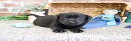 Labrador Retriever dogs for sale: Simon  - Ad 2