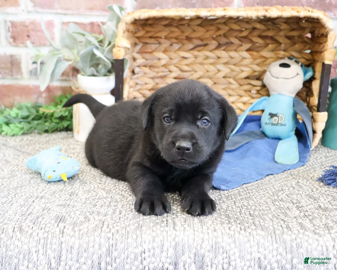 Labrador Retriever dogs for sale: Simon  - Ad 2