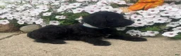 Mixed Breed dogs for sale: Sally - Ad 3