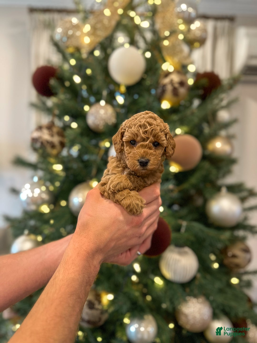 Mini Goldendoodle dogs for sale: Sage - Ad 2