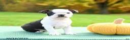 Boston Terrier dogs for sale: Nevada - Ad 3