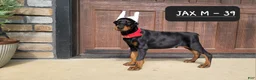 Doberman Pinscher dogs for sale: JAX - Ad 2