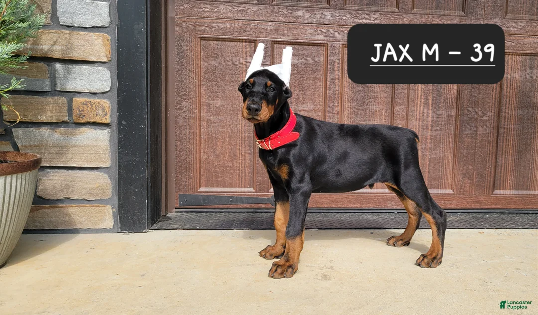 Doberman Pinscher dogs for sale: JAX - Ad 2