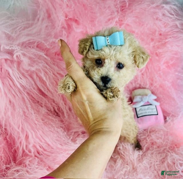 Toy Poodle dogs Toy Poodle Puppy 1 - Ad 18