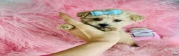 Toy Poodle dogs for sale: Toy Poodle Puppy 1 - Ad 1