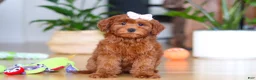 Mini Goldendoodle dogs for sale: Chloe - Ad 1