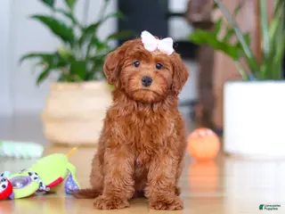 Mini Goldendoodle dogs Chloe - Ad 19