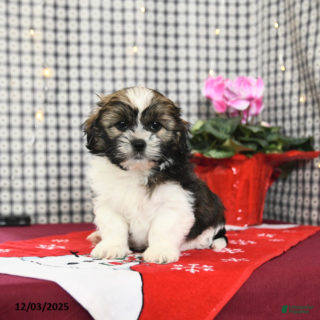 Mixed Breed dogs for sale: Kathy - Ad 2