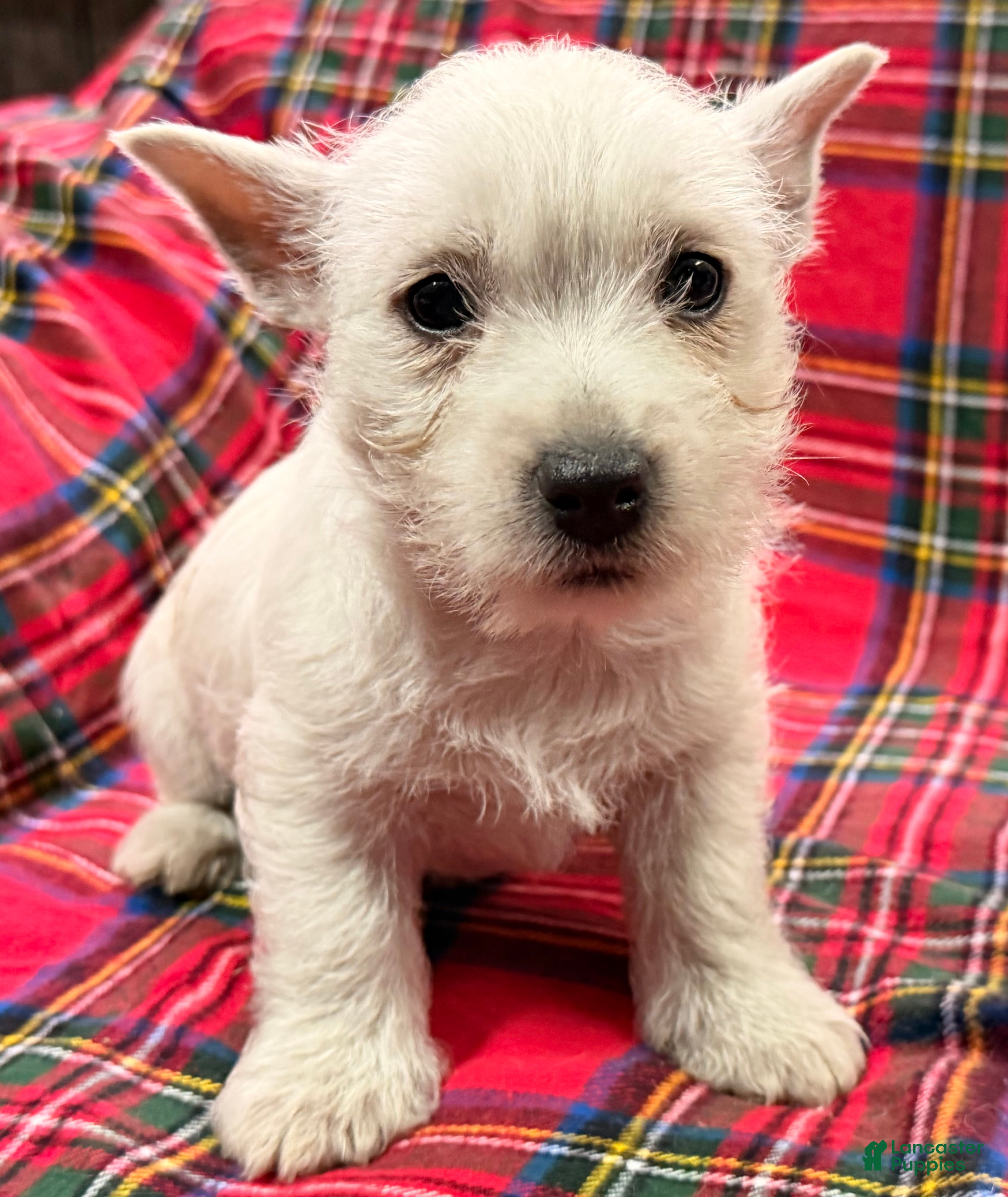 West Highland Terrier dogs for sale: Cady - Ad 1