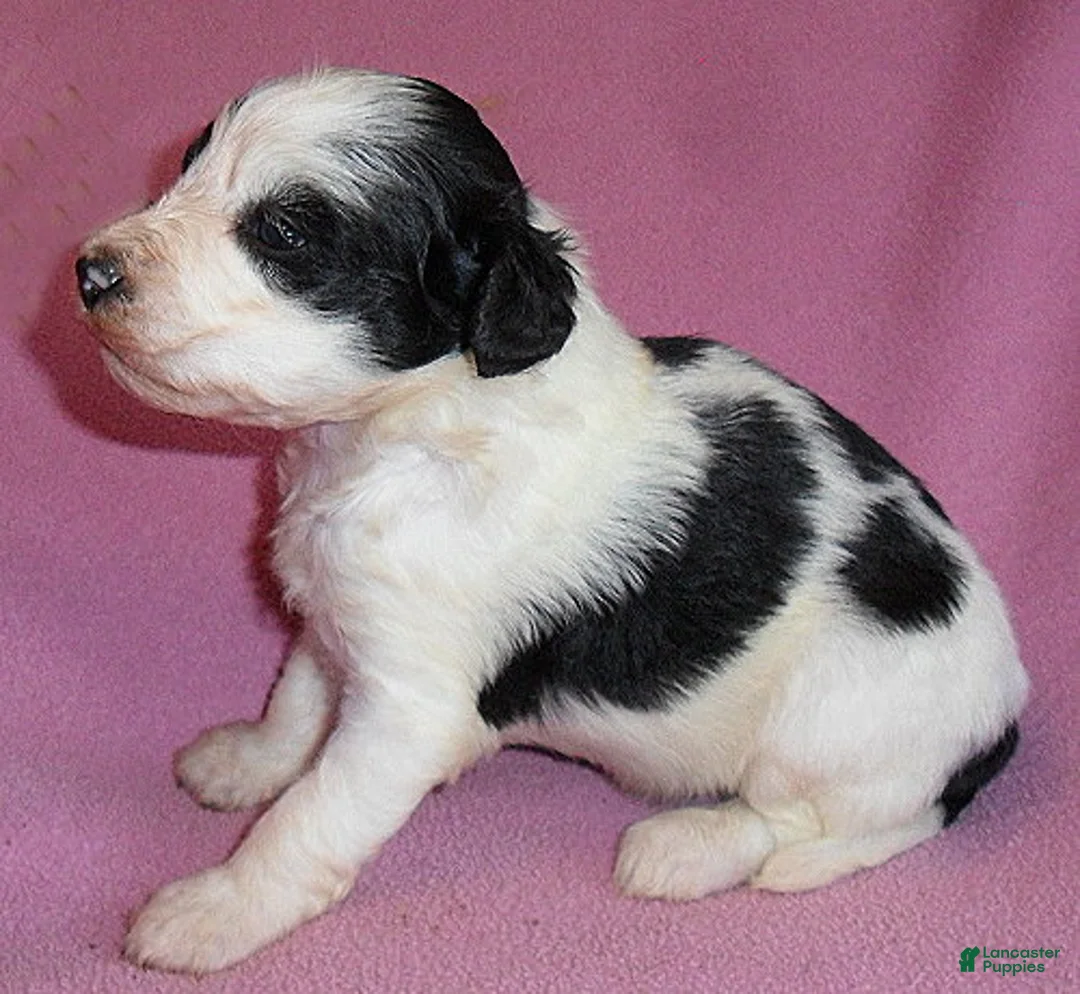 Schnoodle dogs for sale: Roxie - Ad 2