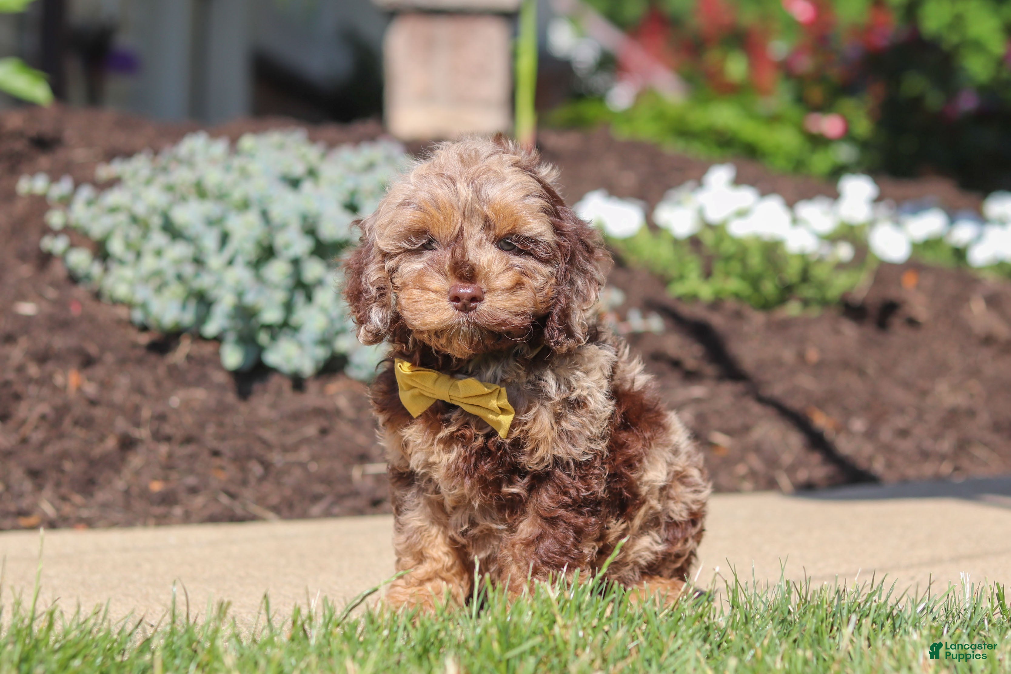 Cockapoo dogs Quinton - Ad 2