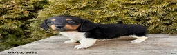Dachshund dogs for sale: Clementine - Ad 3