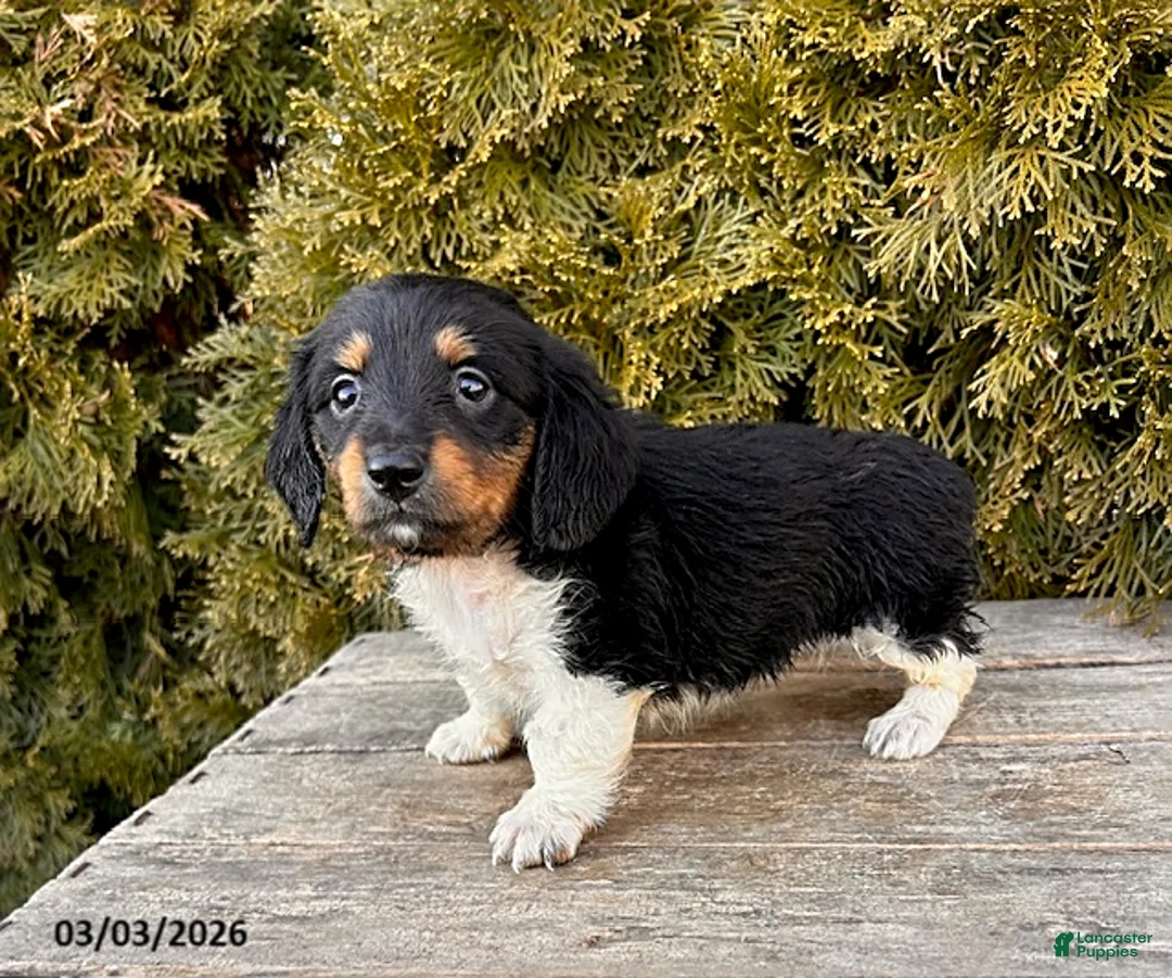 Dachshund dogs for sale: Clementine - Ad 3