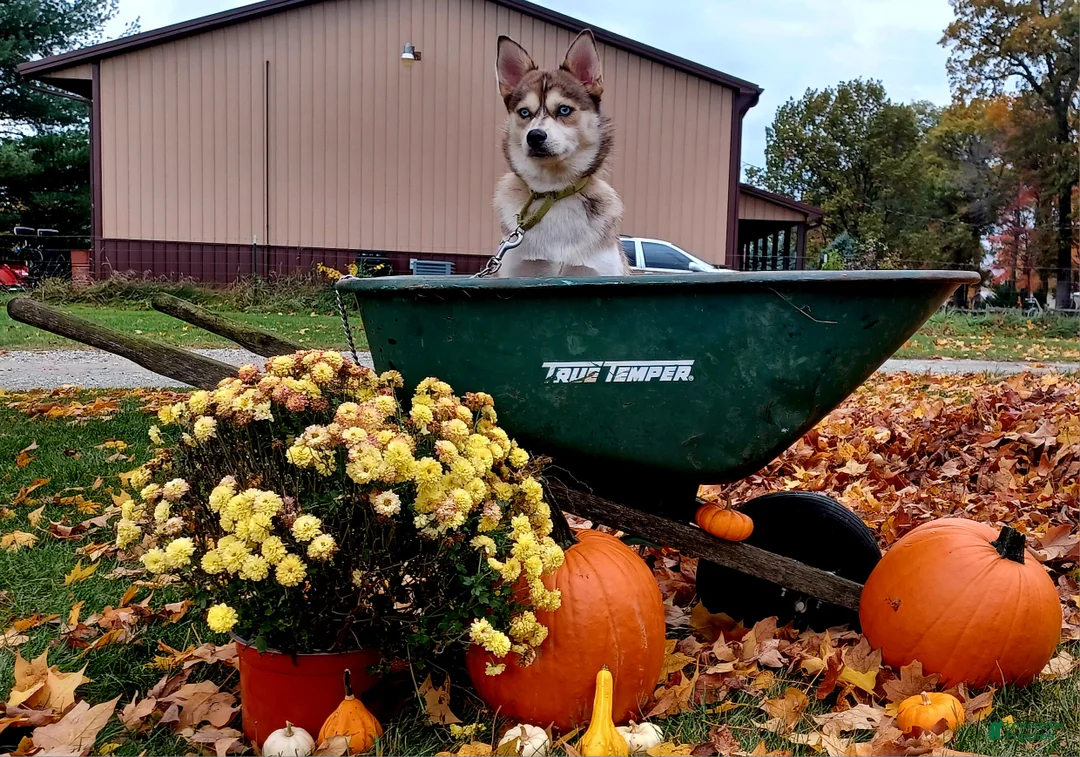 Pomsky dogs for sale: Dips - Ad 2