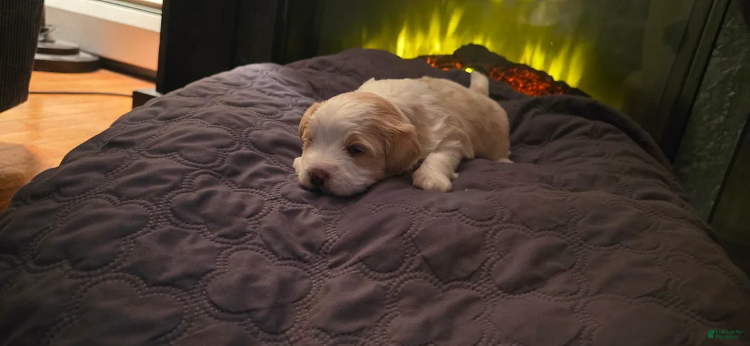 Morkie dogs for sale: Copper - Ad 5