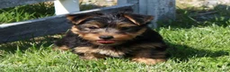 Yorkshire Terrier dogs for sale: Toby - Ad 5