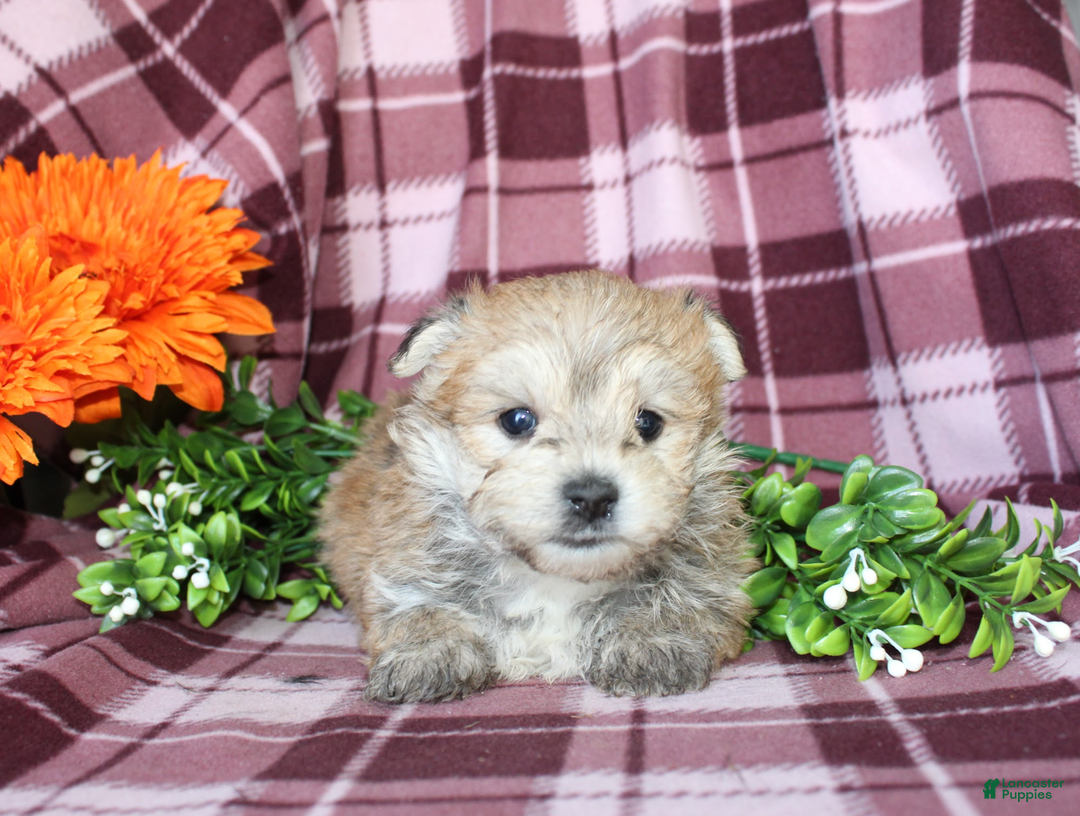 Morkie dogs for sale: Smurf - Ad 2