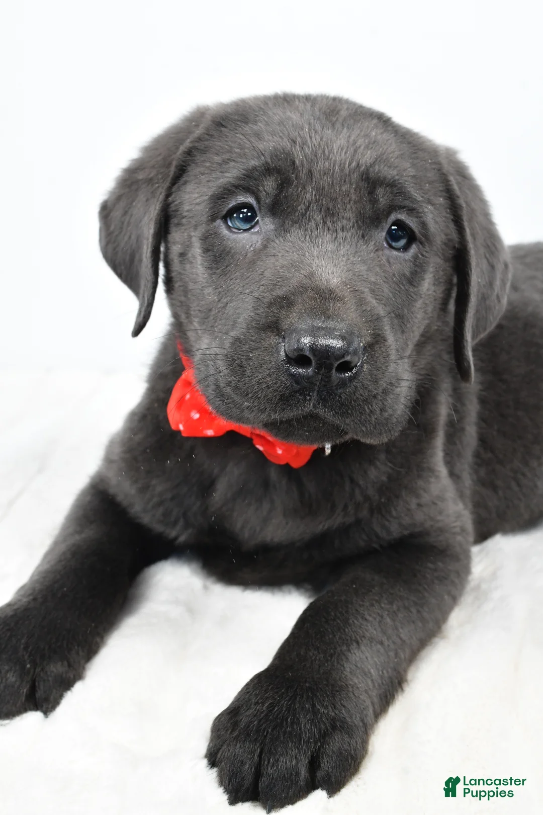 Labrador Retriever dogs for sale: Ritz - Ad 5