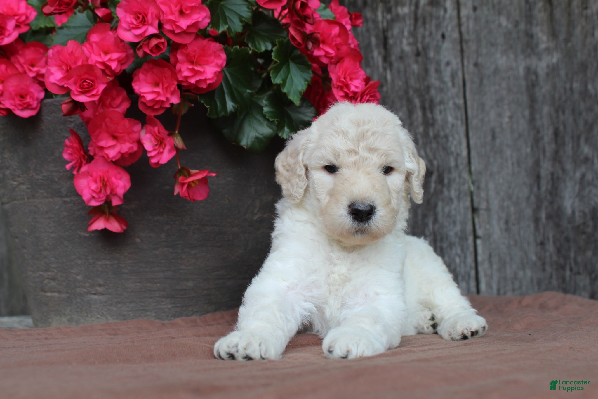 Standard Poodle dogs River AKC Standard Poodle  - Ad 1