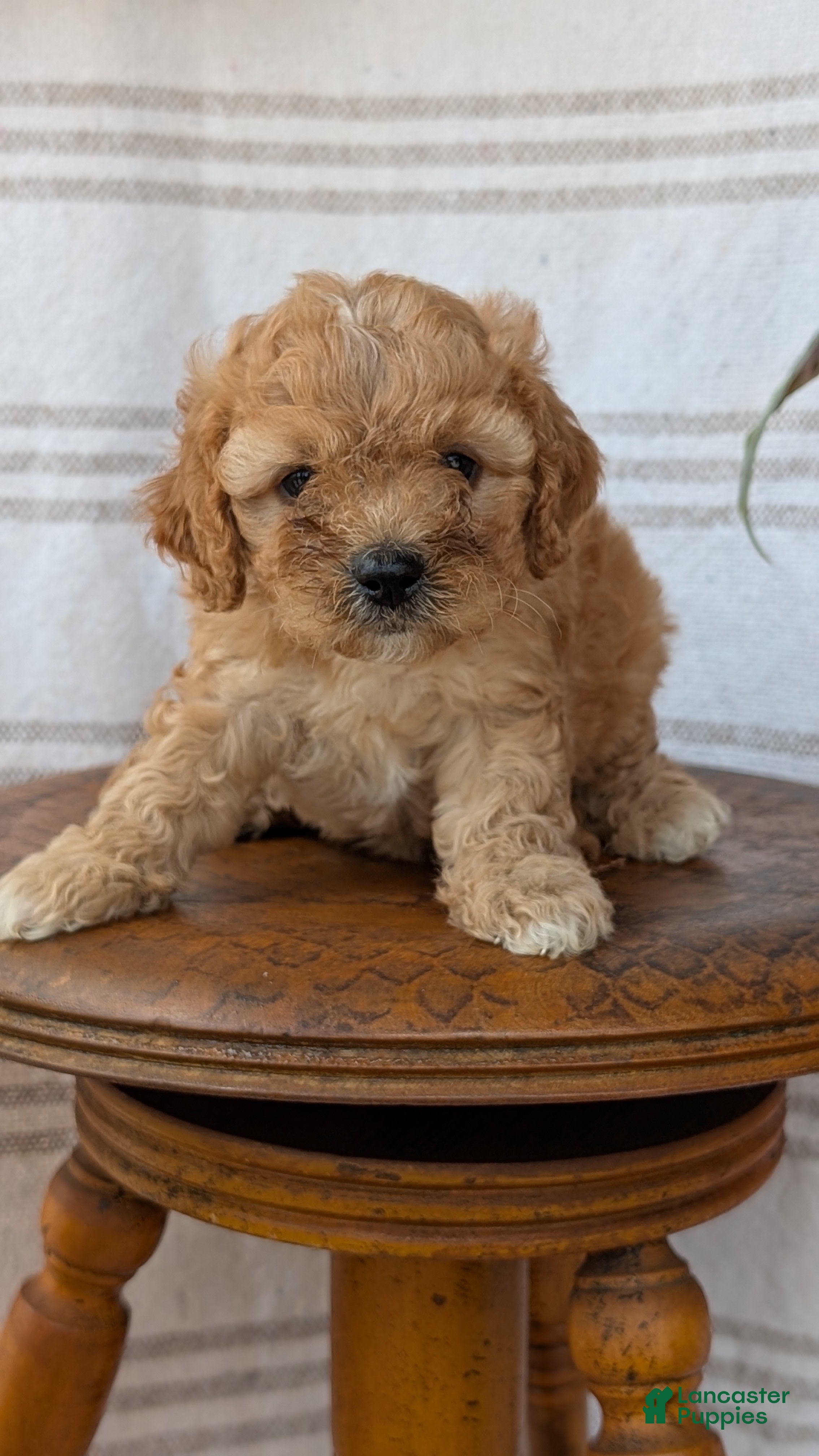 Cavapoo dogs Mya - Ad 2