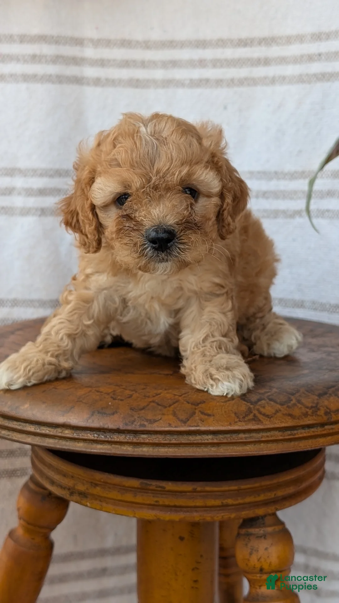 Cavapoo dogs for sale: Mya - Ad 2
