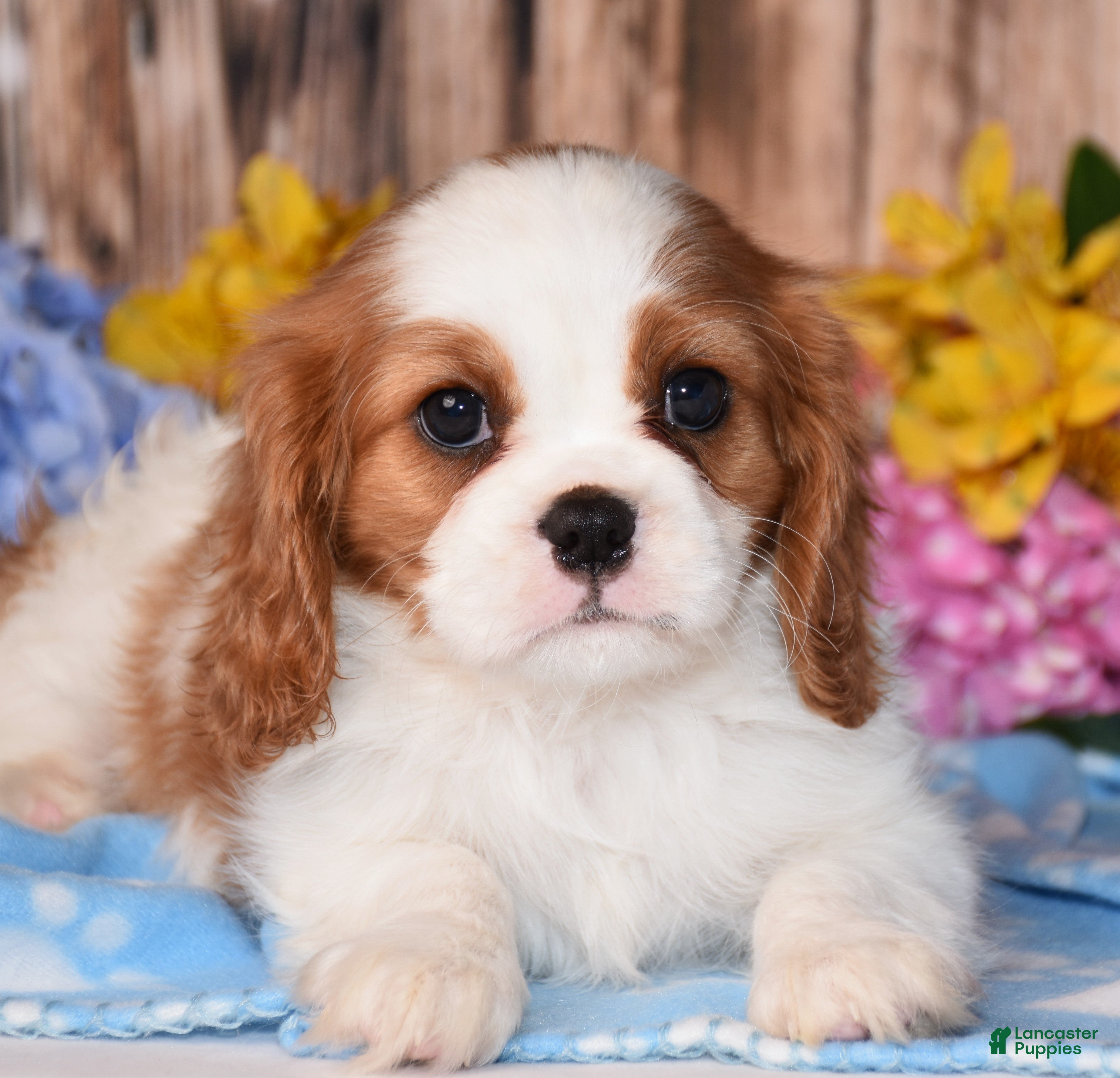 Cavalier King Charles Spaniel dogs Jazzy - Ad 2