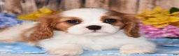 Cavalier King Charles Spaniel dogs for sale: Jazzy - Ad 2