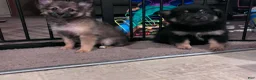 Pomeranian dogs for sale: Pomeranian 1 - Ad 2