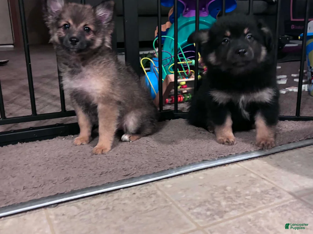 Pomeranian dogs for sale: Pomeranian 1 - Ad 2