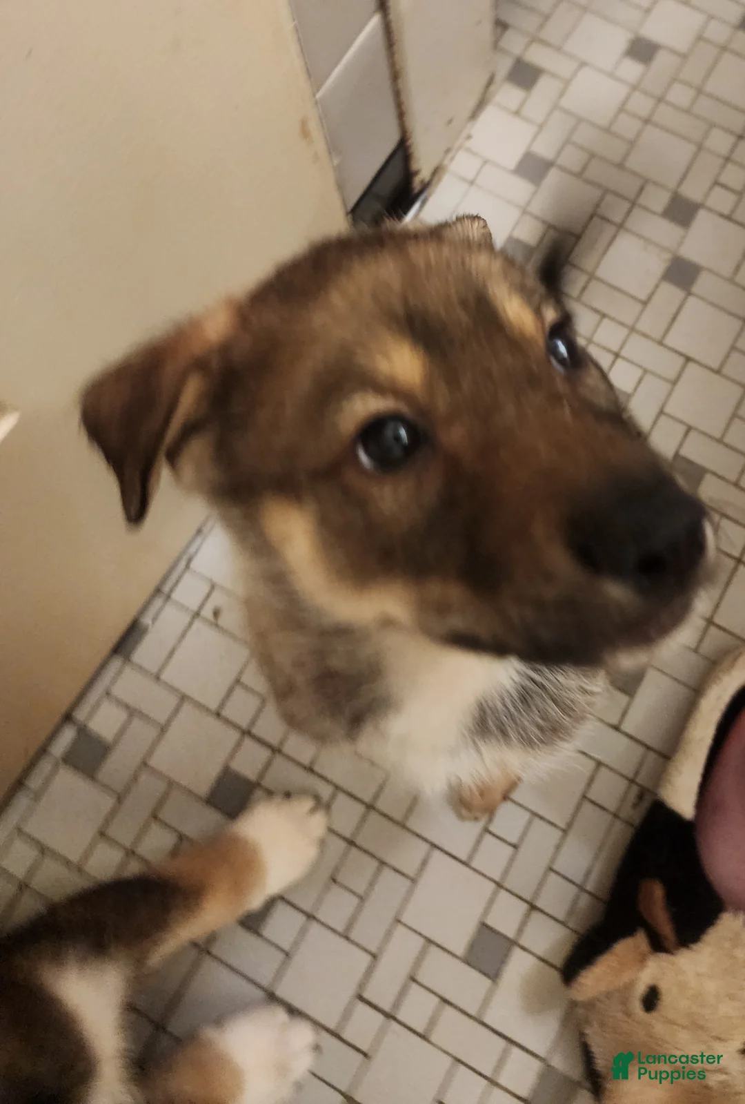 Mixed Breed dogs for sale: Tip/Twinkle Toes - Ad 1