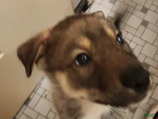 Mixed Breed dogs Tip/Twinkle Toes - Ad 17