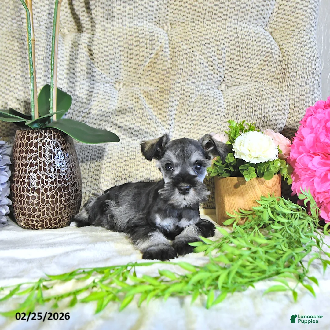Miniature Schnauzer dogs for sale: Karson - Ad 4