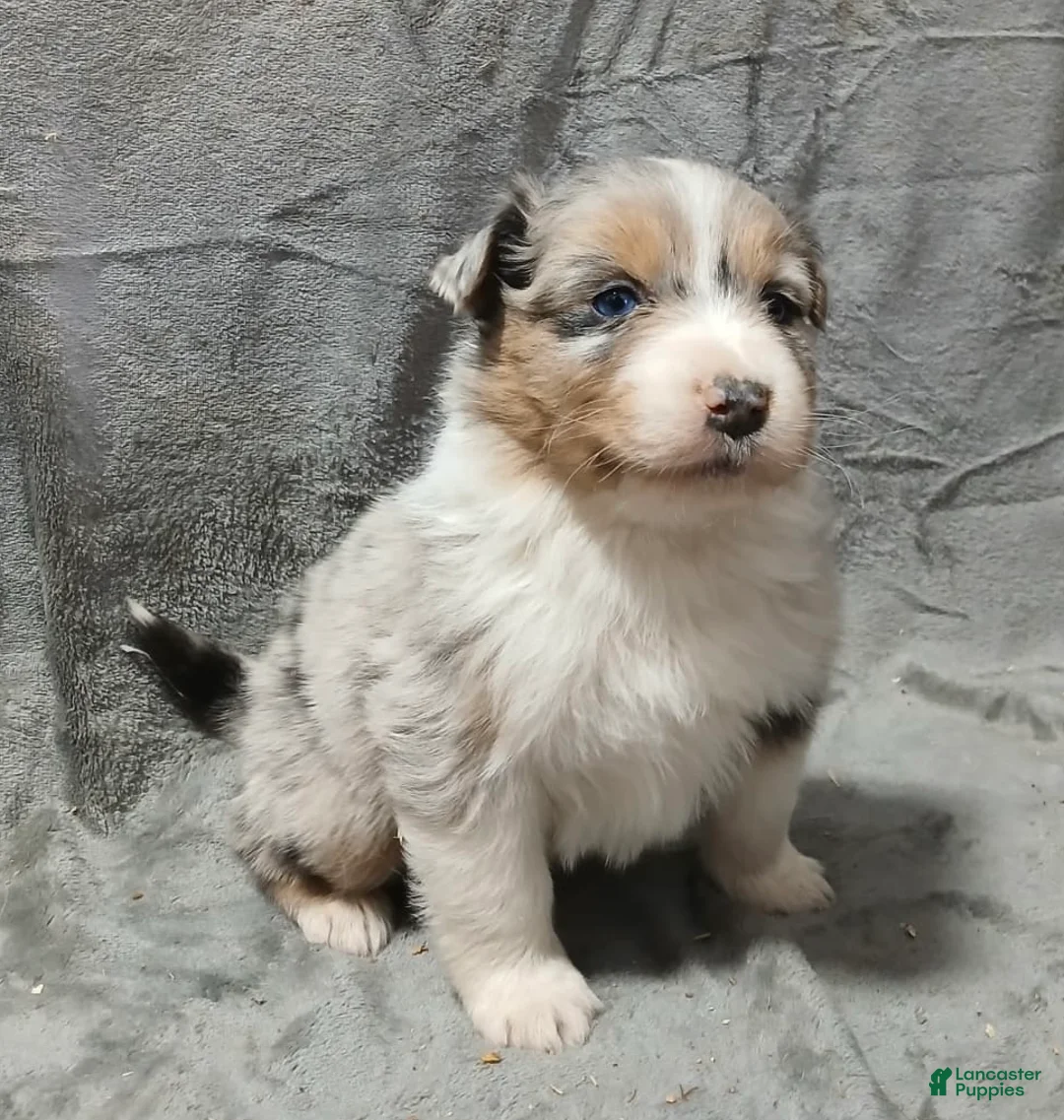 Australian Shepherd dogs for sale: Ryder - Ad 2