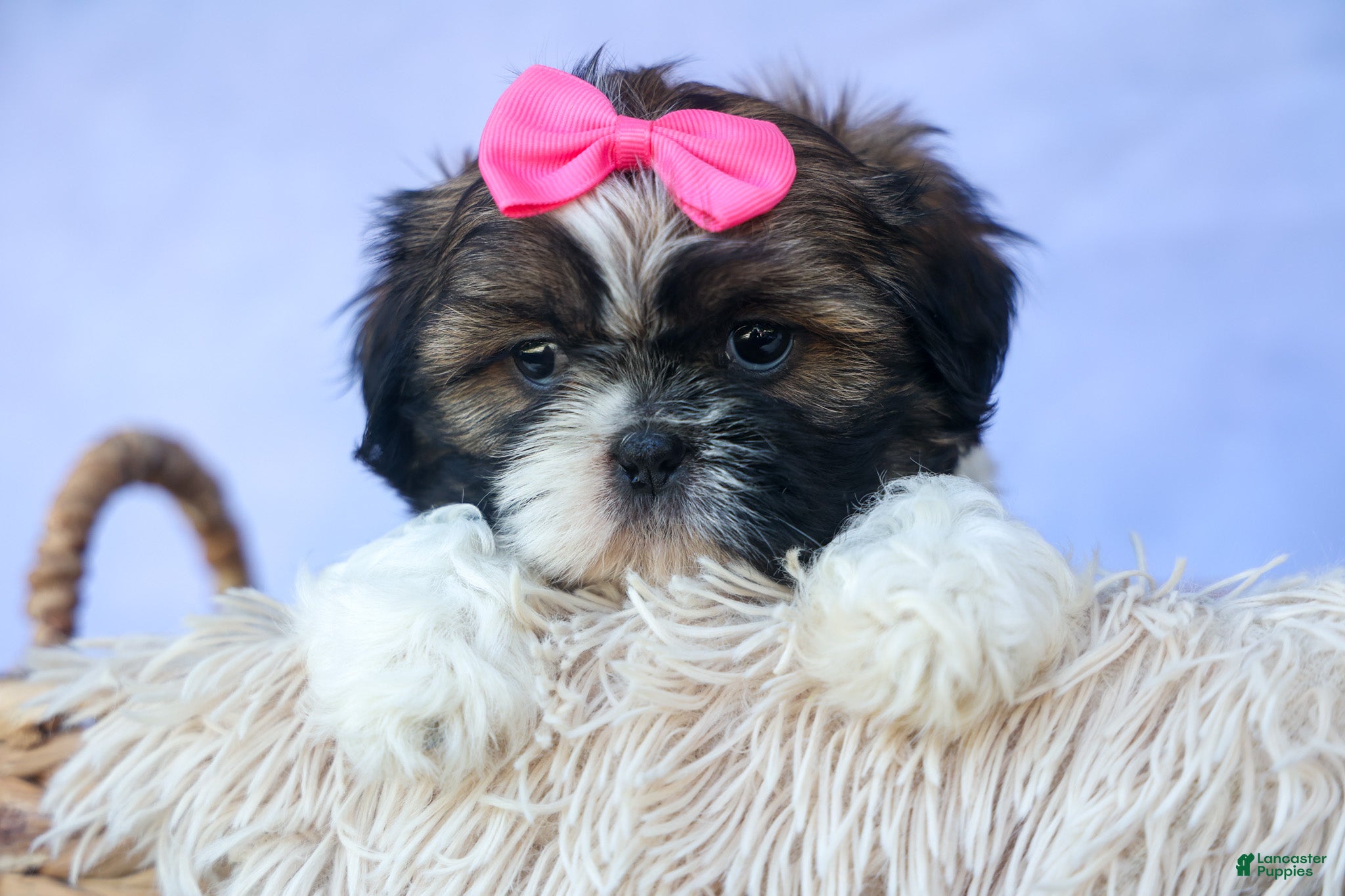 Shih Tzu dogs RUBY - Ad 2