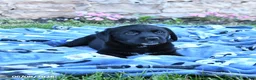 Mixed Breed dogs for sale: Beauty - Ad 3