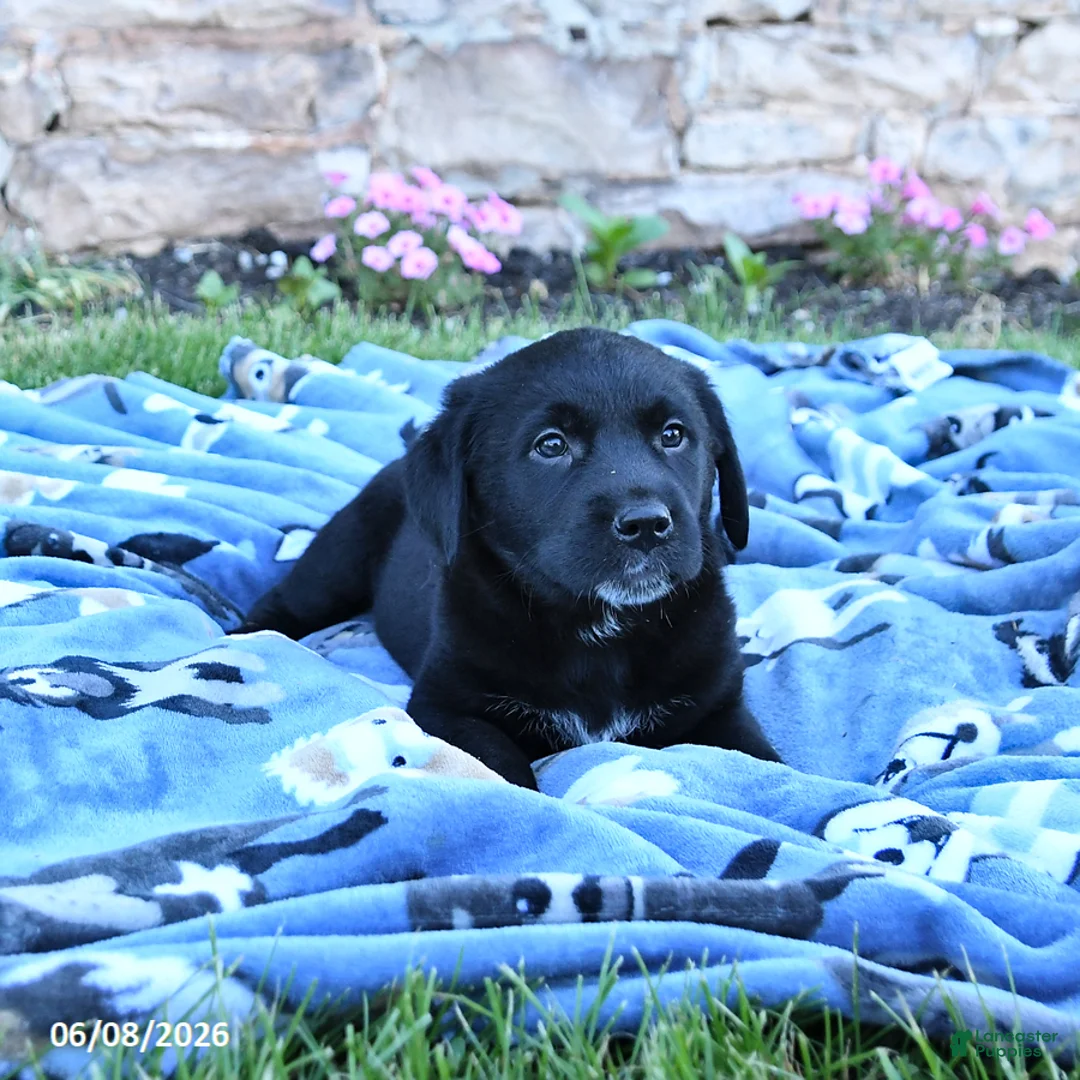 Mixed Breed dogs for sale: Beauty - Ad 3