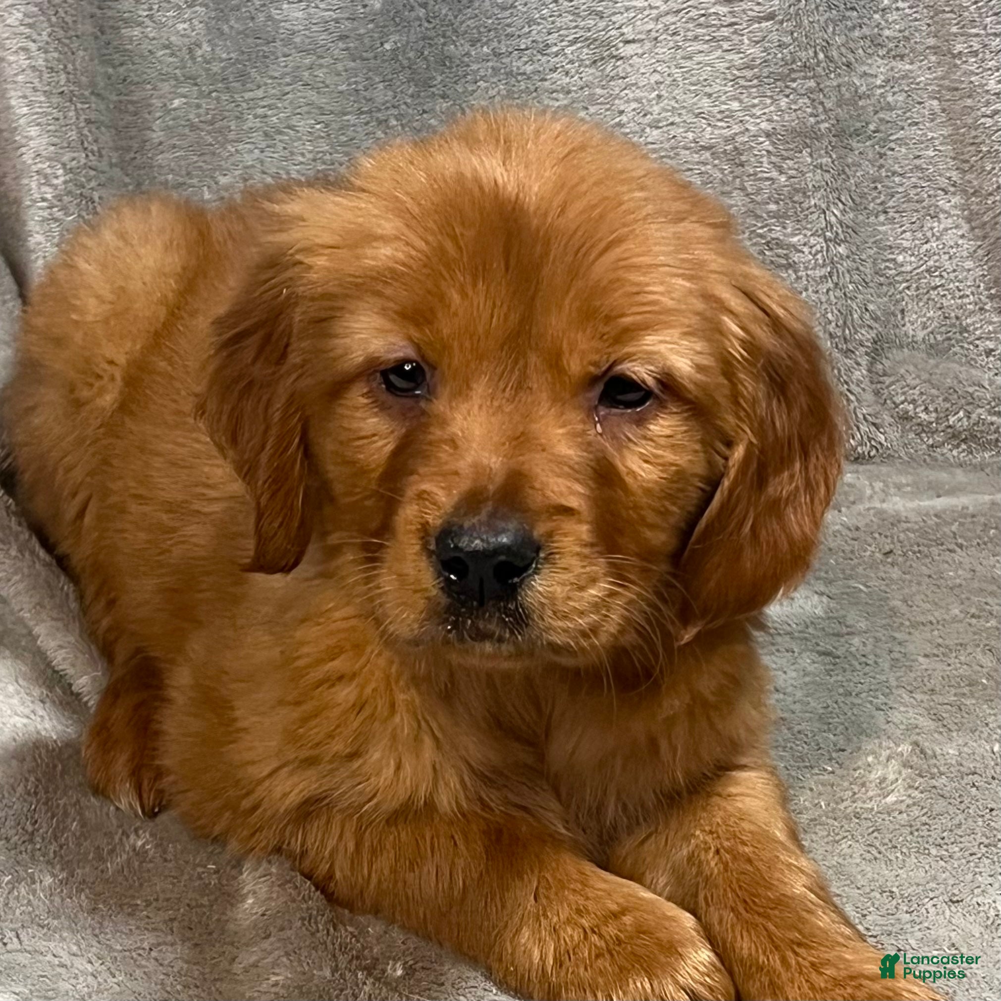 Golden Retriever dogs Raven - Ad 1