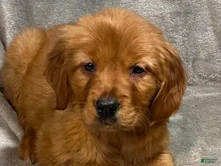 Golden Retriever dogs for sale: Raven - Ad 2