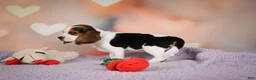 Beagle dogs for sale: OPAL - Ad 12