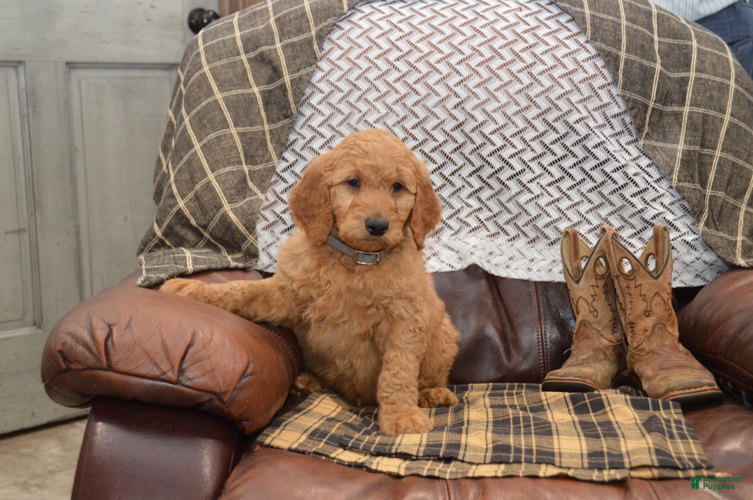 Goldendoodle dogs for sale: Rylan - Ad 4