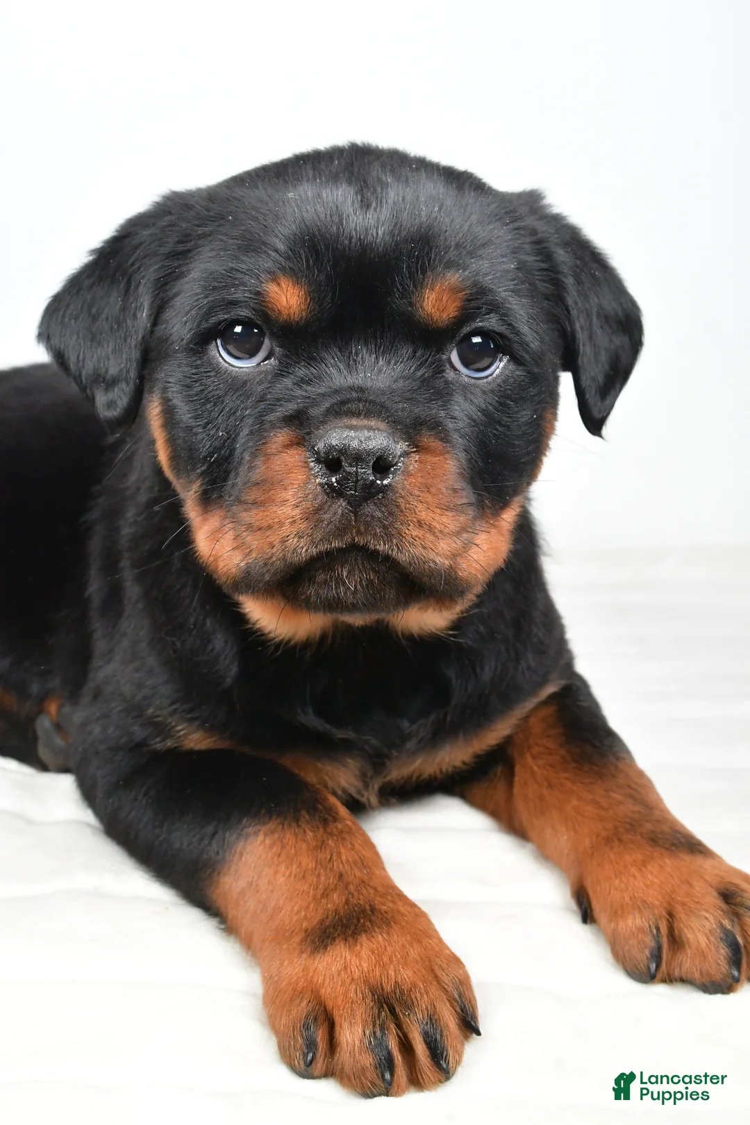 Rottweiler dogs for sale: Princess - Ad 2