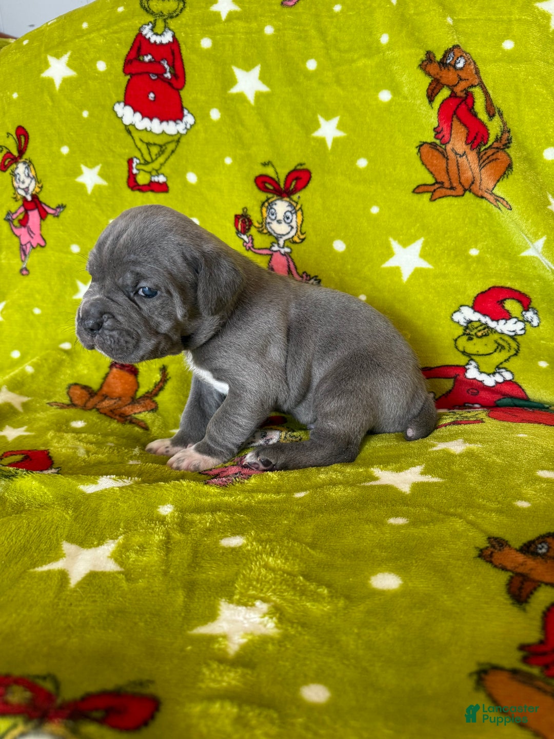 Cane Corso dogs for sale: Cane Corso Puppy 5 - Ad 10