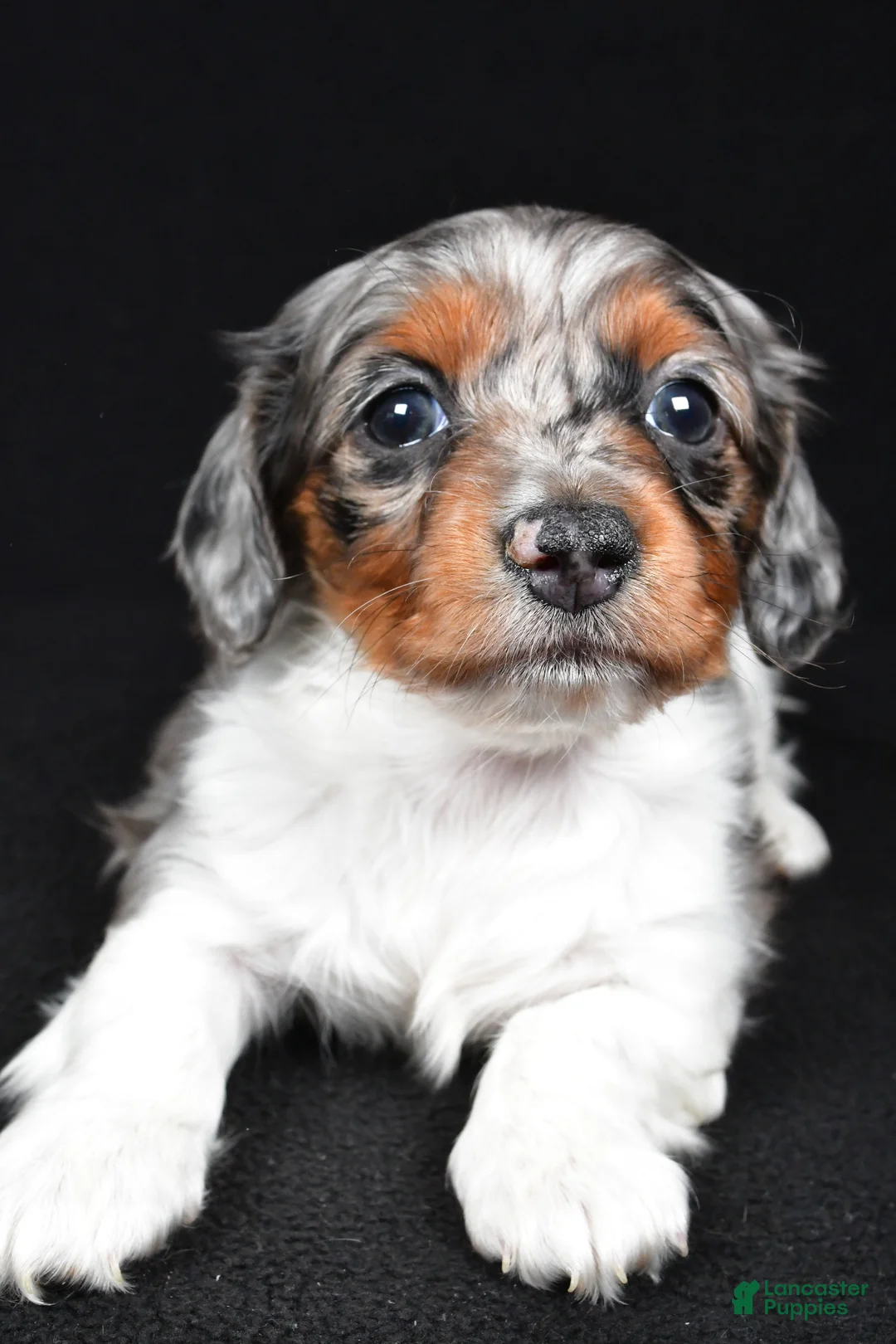 Miniature Dachshund dogs for sale: Cassandra - Ad 9