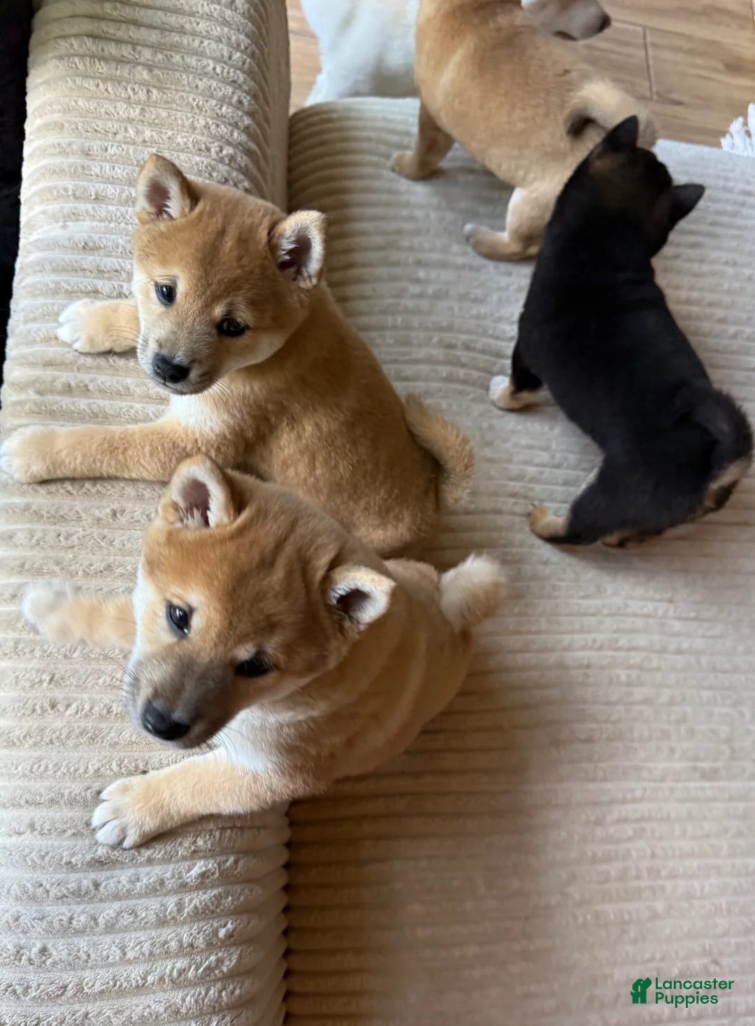 Shiba Inu dogs for sale: Pablo - Ad 15