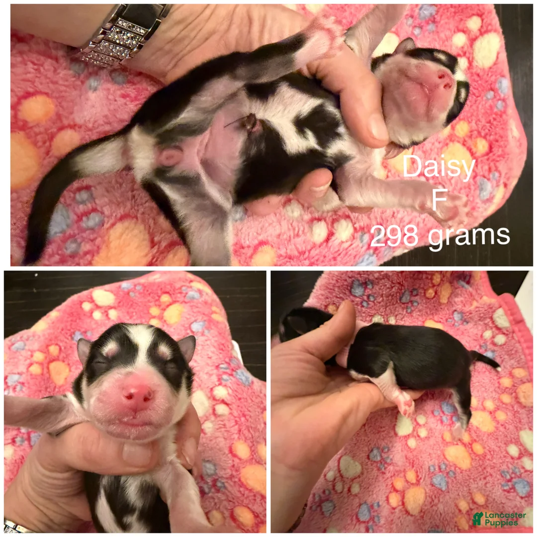 Pomsky dogs for sale: Daisy  - Ad 2