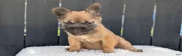 French Bulldog dogs for sale: Olive - Ad 3