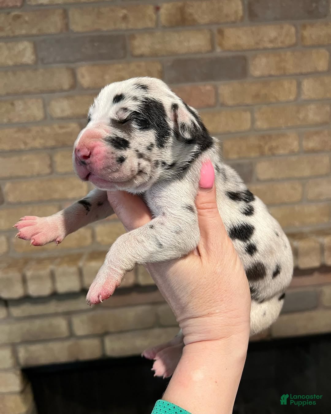 Great Dane dogs for sale: Carbon Creed's Iron Hera - Ad 2