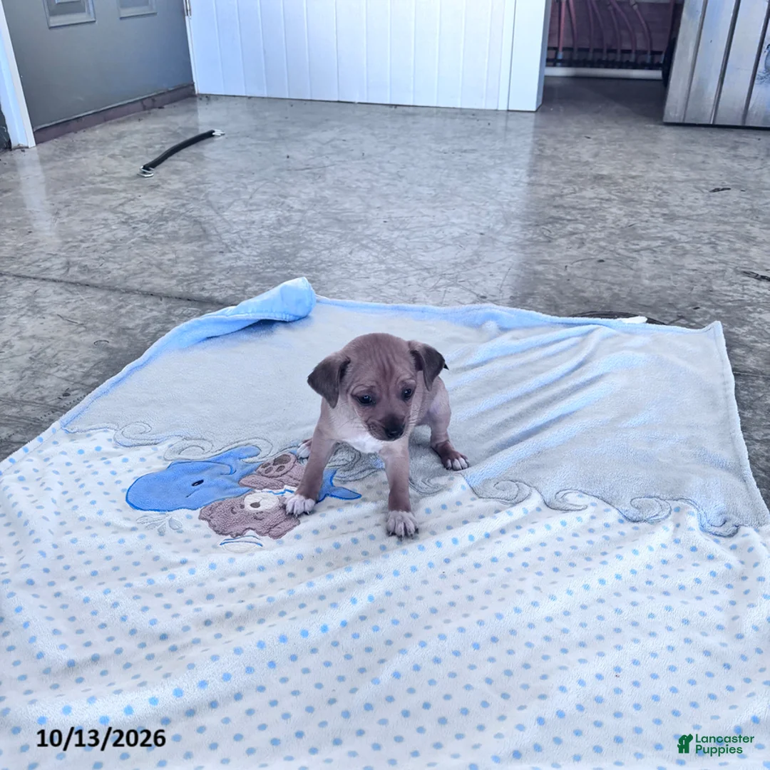Chihuahua dogs for sale: Butterscotch - Ad 2
